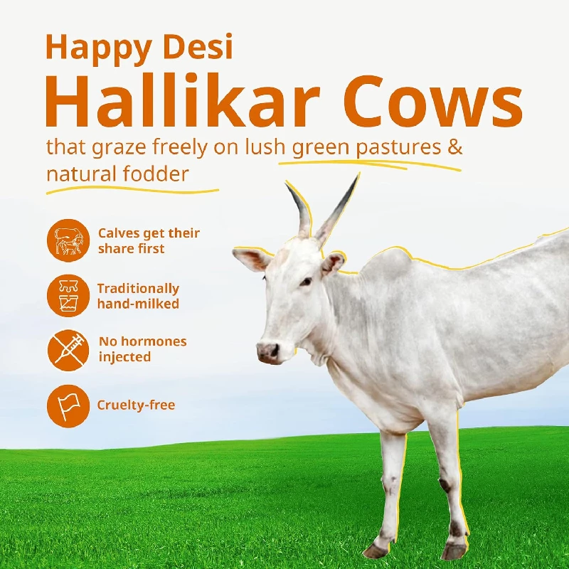 A2 Desi Hallikar Cow Ghee - Image 6