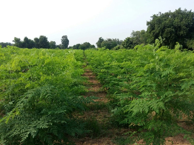 Carmel Organics Moringa Leaves Powder - Image 9