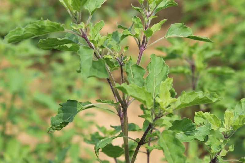 Carmel Organics Tulsi Leaves Powder - Image 4