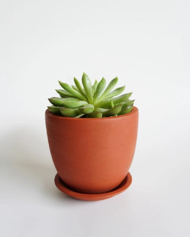 Cera And Terra Succulent Cup Pot Cera And Terra Succulent Cup Pot-Pack Size-2.75 inch