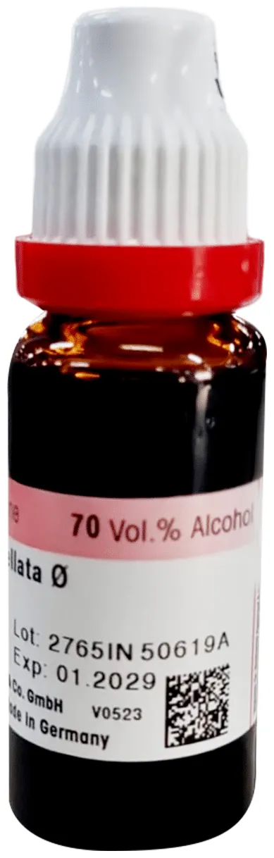 Dr-Reckeweg-Chimaphila-Umbellata-Mother-Tincture-Q-20-ml-3.webp