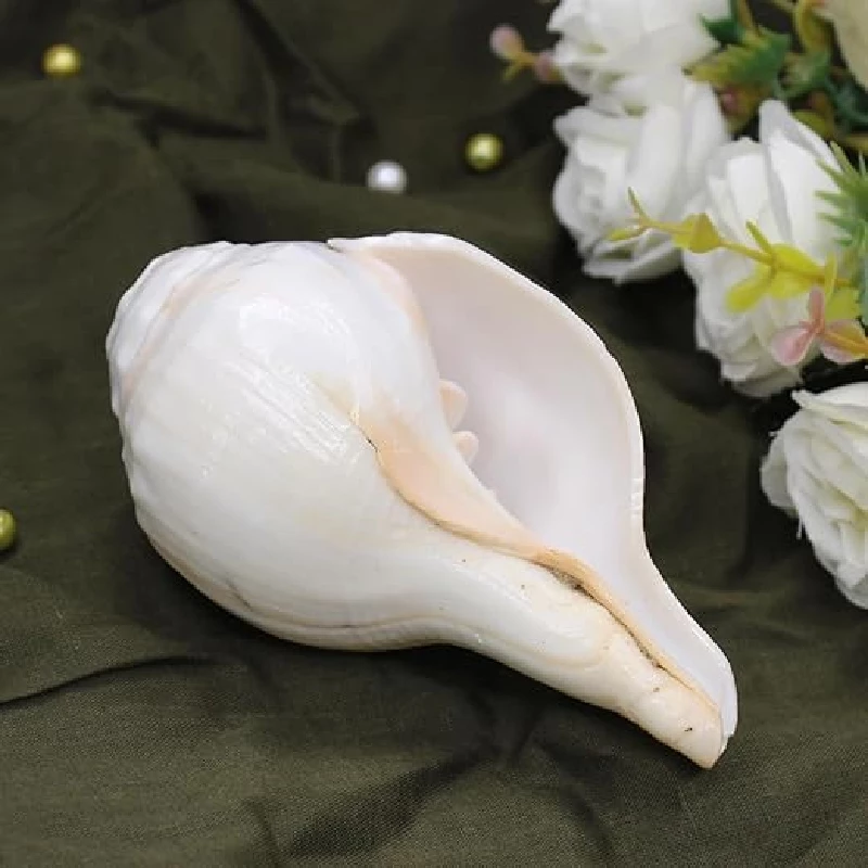 Ekan Pure Natural Blowing Shankh Ekan Pure Natural Blowing Shankh-Pack Size-300 g