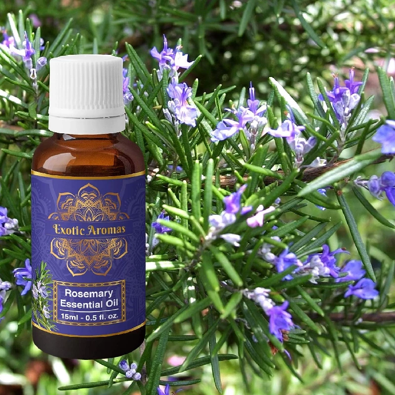 Exotic Aromas Rosemary Oil for Hair Growth (Pack of 2) - Image 2