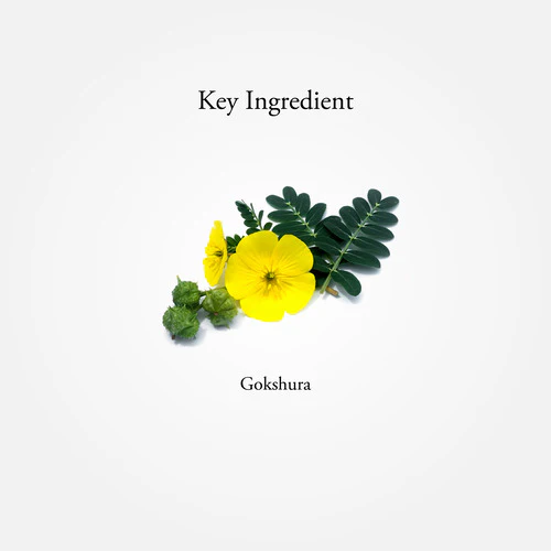 Gokshura Capsules - Image 6
