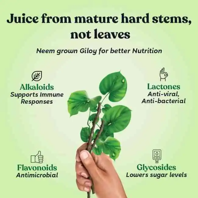 Kapiva Giloy Juice - Image 4