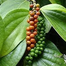 Premium Fresh Kabab Chini (Piper Cubeba Linn) - Image 3