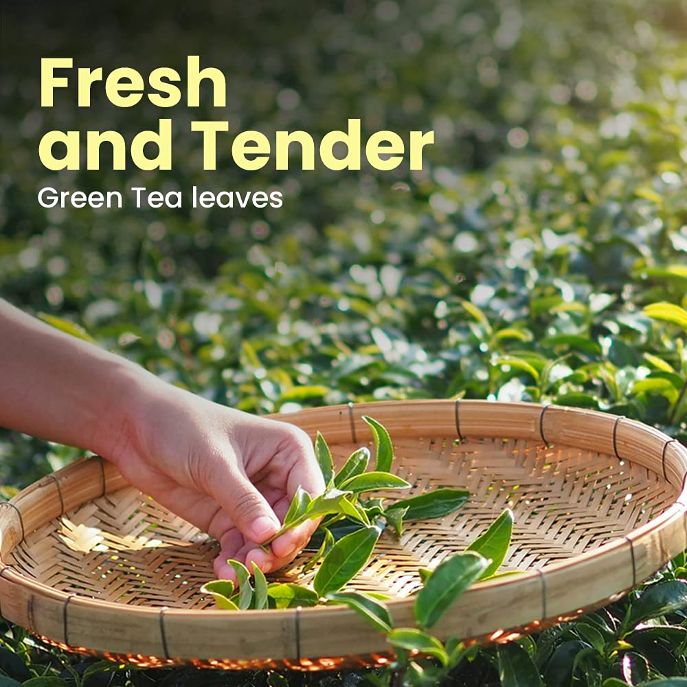 Sprig Golden Matcha Tea - Gourmet Green Tea - Image 2