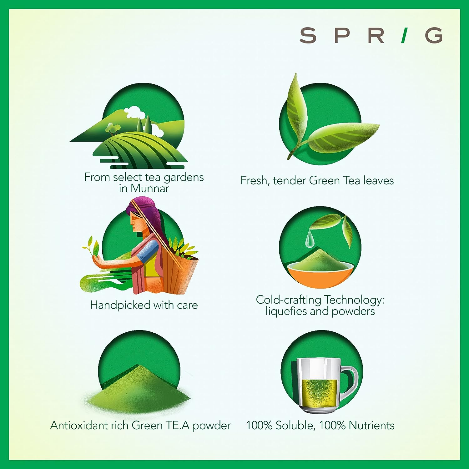 Sprig Golden Matcha Tea - Gourmet Green Tea - Image 5