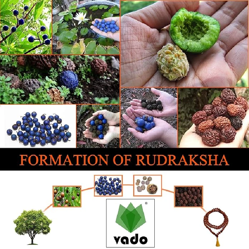 Vado 5 Mukhi Rudraksha Mala 108 Beads with Certificate 7 mm Brown - Image 3