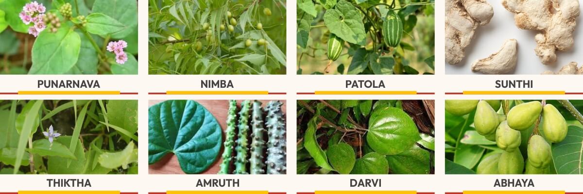 key-ingredients-of-punarnavadi-kwath-tablet