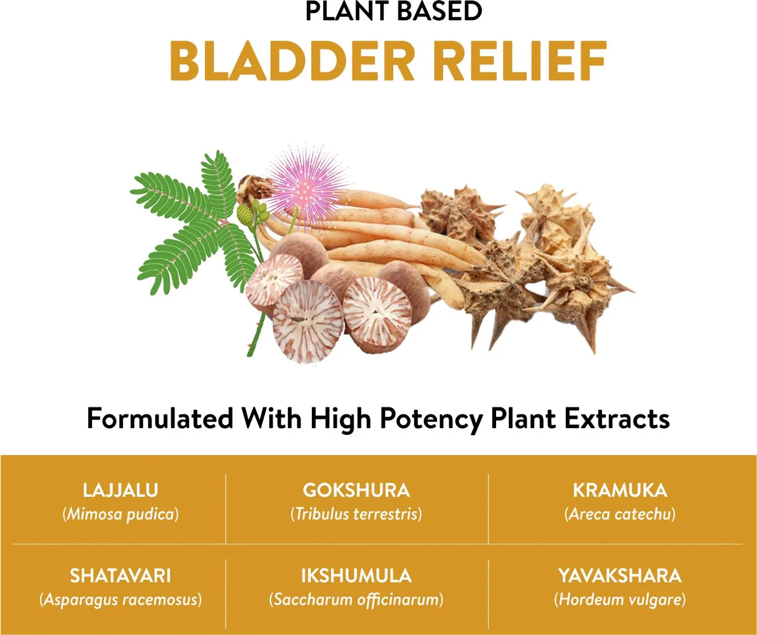 Bal Vedics Prostowin Capsules | Ayurvedic Prostate Care | Urinary Flow and Bladder Support-4