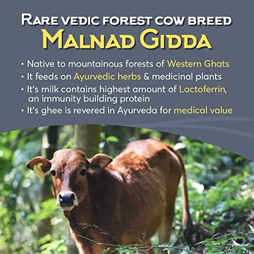 Indic Organics Forest Grazing Malnad Gidda Desi Cow's A2 Ghee | Pure Bilona Cultured Ghee | Rich in Omega-3 & DHA-7