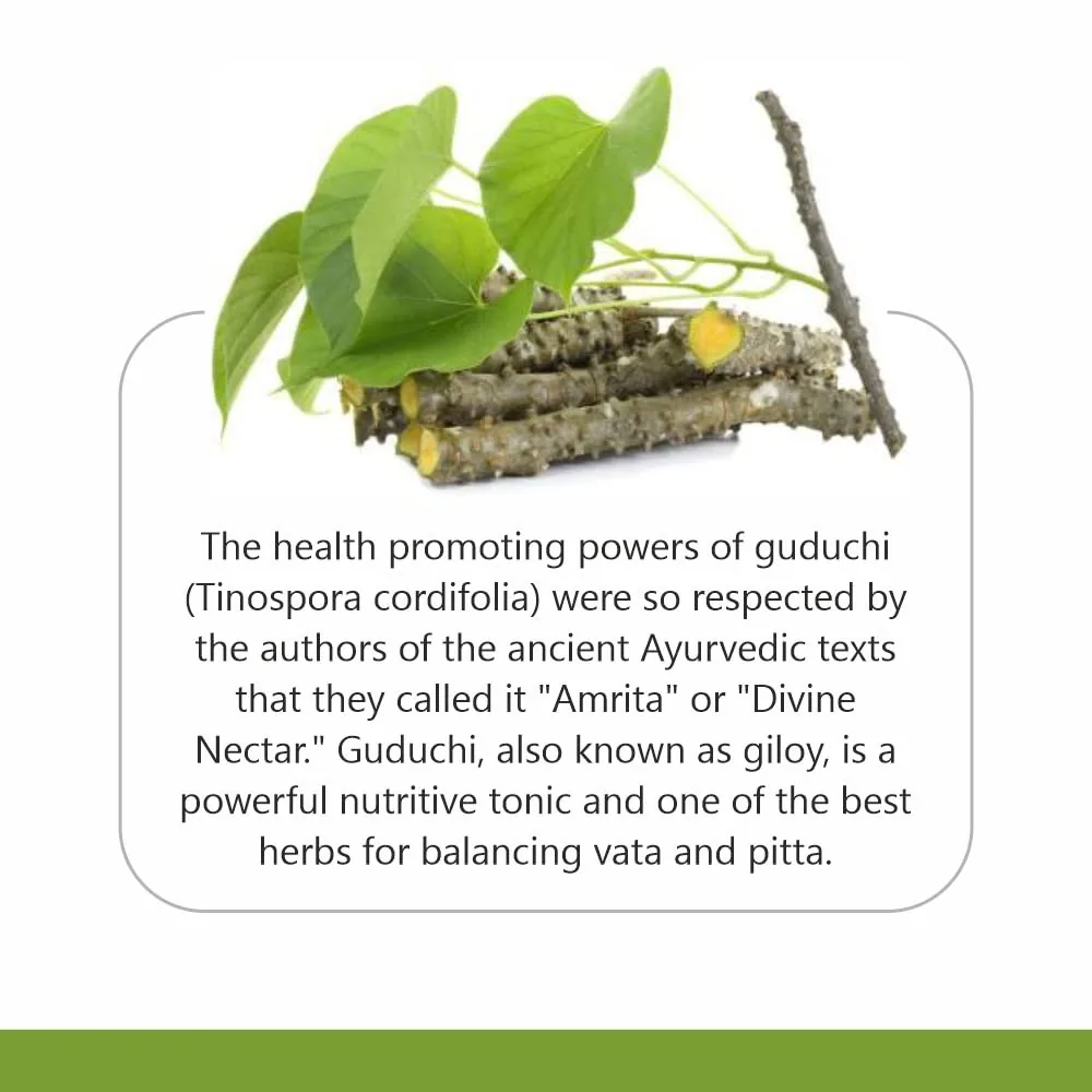 Jain Guduchi Powder | Pure Giloy Stem Herbal Supplement | Natural Immunity and Liver Support-2