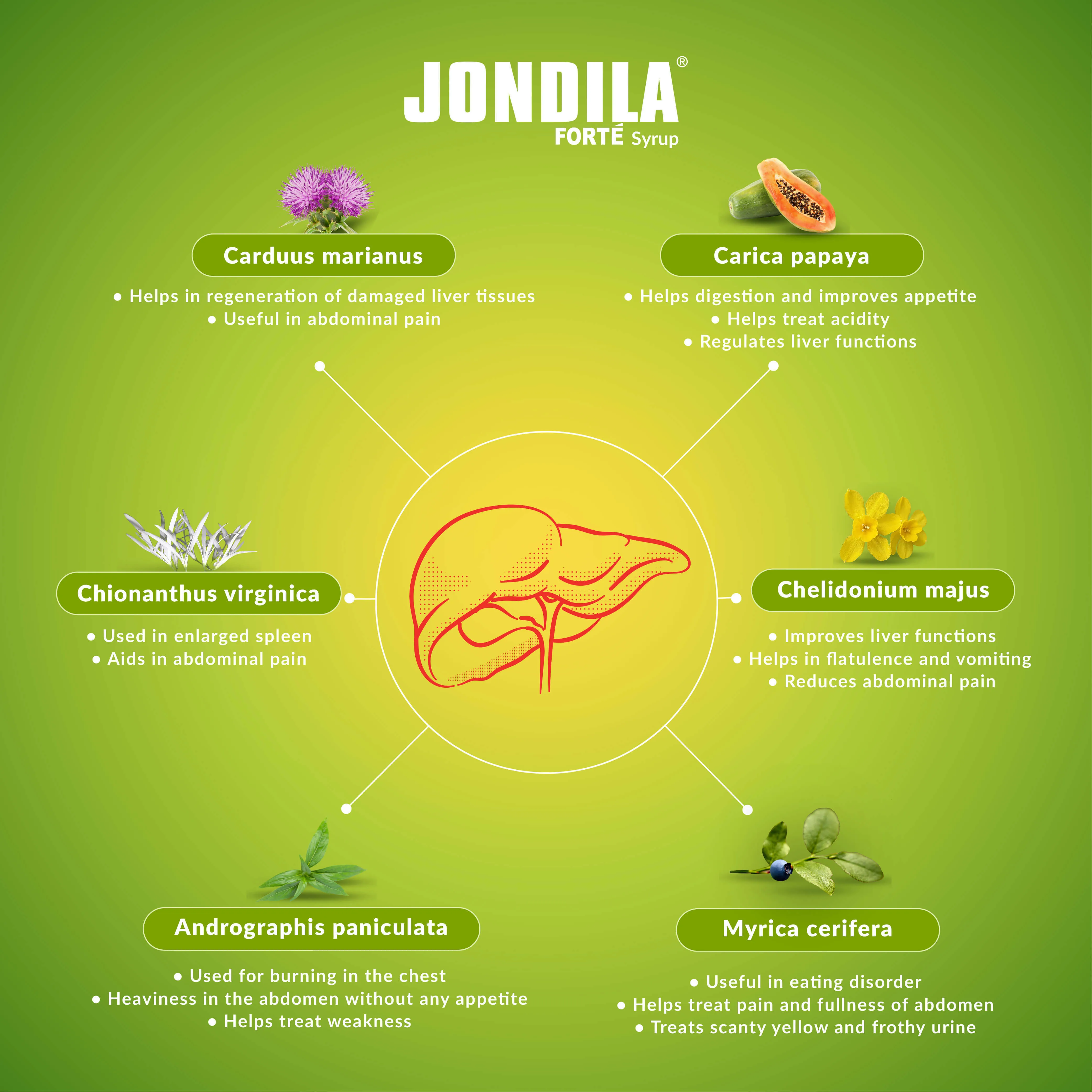 Medisynth Jondila Forte Syrup | Homeopathic Liver Tonic & Digestion Regulator-2
