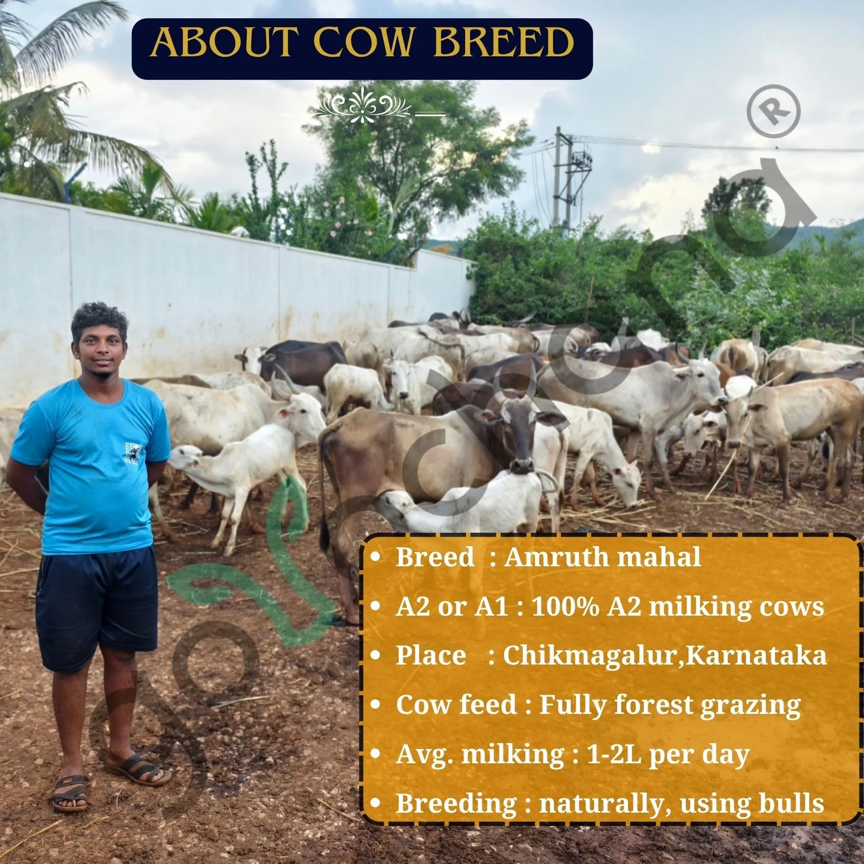 Tatsat Full Moon Day Ghee | Pure Amruth Mahal A2 Cow Bilona Ghee | Forest Grazing & Natural-2