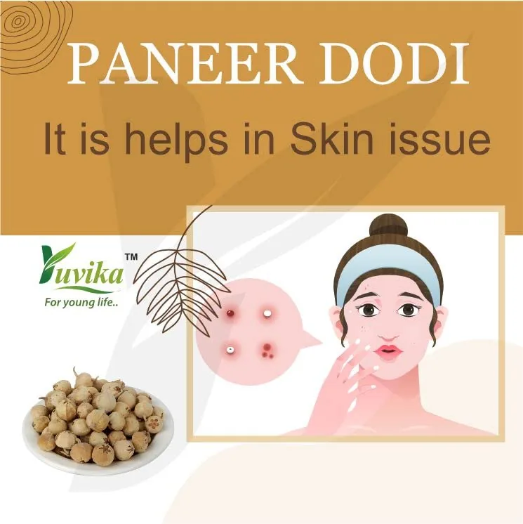 Yuvika Paneer Dodi | Natural Paneer Ke Phool | Traditional Ayurvedic Herb for Wellness-2