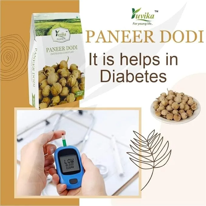 Yuvika Paneer Dodi | Natural Paneer Ke Phool | Traditional Ayurvedic Herb for Wellness-3