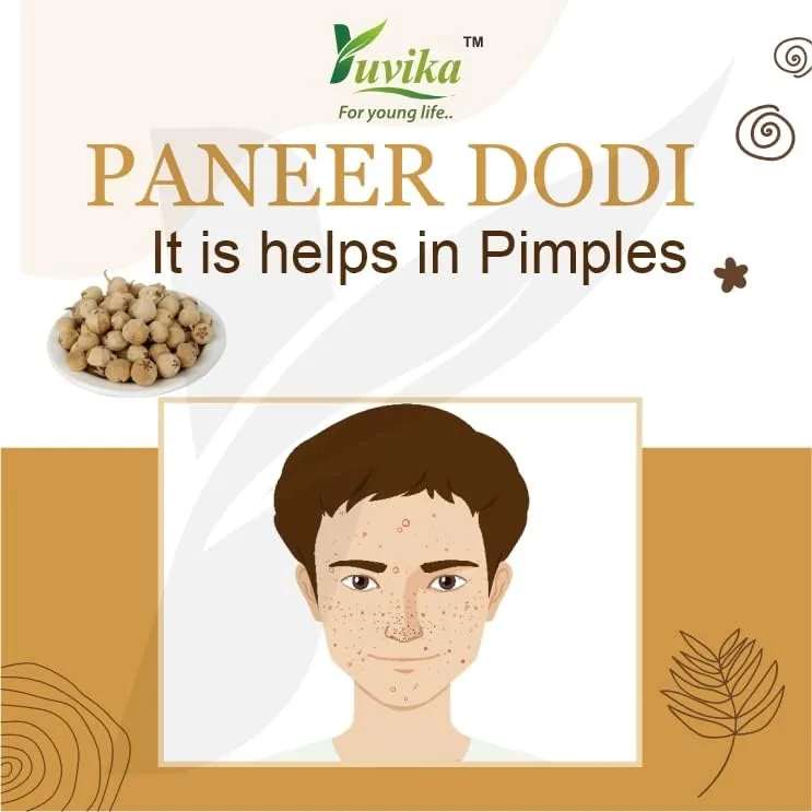 Yuvika Paneer Dodi | Natural Paneer Ke Phool | Traditional Ayurvedic Herb for Wellness-4